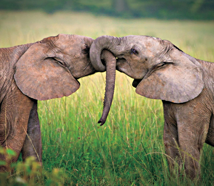 40 ζευγάρια ζώων που αποδεικνύουν ότι υπάρχει αγάπη στο ζωικό βασίλειο - Εικόνα 18