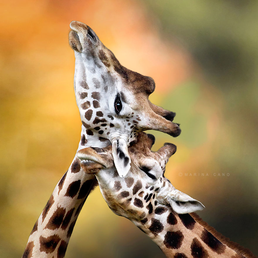 40 ζευγάρια ζώων που αποδεικνύουν ότι υπάρχει αγάπη στο ζωικό βασίλειο - Εικόνα 19