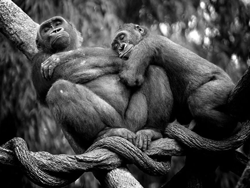 40 ζευγάρια ζώων που αποδεικνύουν ότι υπάρχει αγάπη στο ζωικό βασίλειο - Εικόνα 22