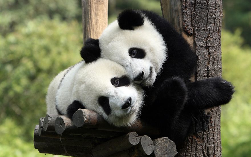 40 ζευγάρια ζώων που αποδεικνύουν ότι υπάρχει αγάπη στο ζωικό βασίλειο - Εικόνα 23