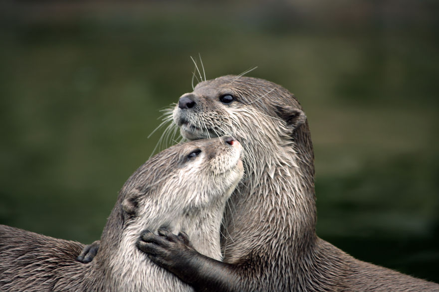 40 ζευγάρια ζώων που αποδεικνύουν ότι υπάρχει αγάπη στο ζωικό βασίλειο - Εικόνα 26