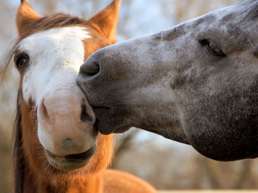 40 ζευγάρια ζώων που αποδεικνύουν ότι υπάρχει αγάπη στο ζωικό βασίλειο - Εικόνα 33