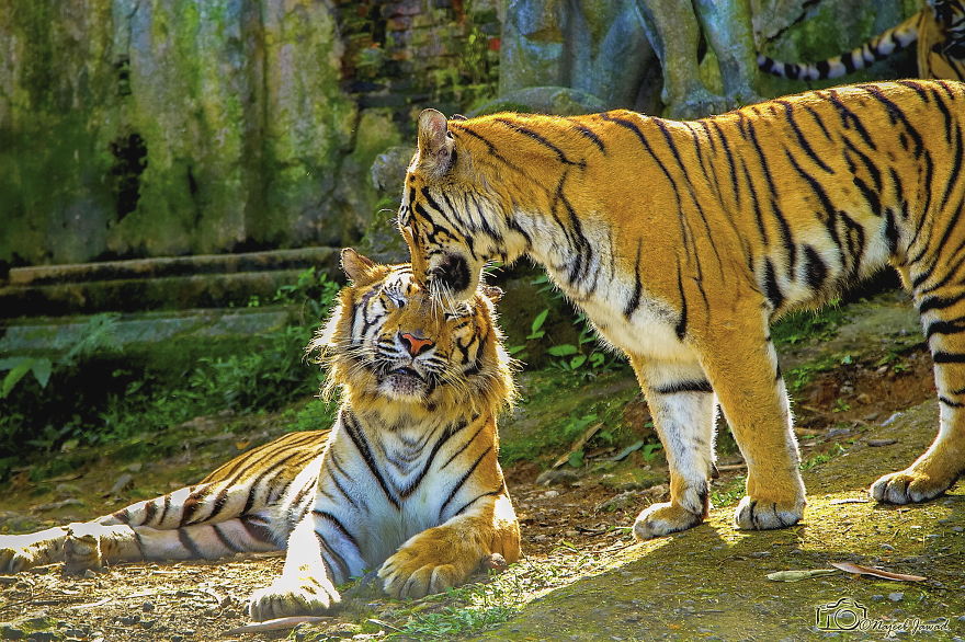 40 ζευγάρια ζώων που αποδεικνύουν ότι υπάρχει αγάπη στο ζωικό βασίλειο - Εικόνα 35