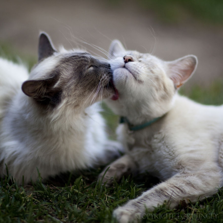 40 ζευγάρια ζώων που αποδεικνύουν ότι υπάρχει αγάπη στο ζωικό βασίλειο - Εικόνα 36