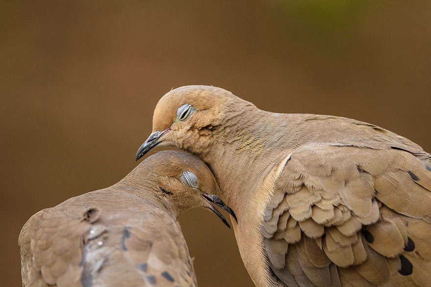 40 ζευγάρια ζώων που αποδεικνύουν ότι υπάρχει αγάπη στο ζωικό βασίλειο - Εικόνα 37