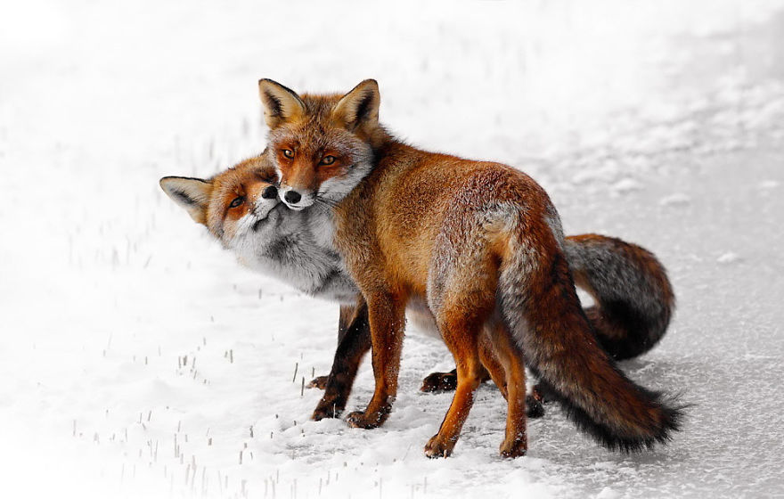 40 ζευγάρια ζώων που αποδεικνύουν ότι υπάρχει αγάπη στο ζωικό βασίλειο - Εικόνα 39