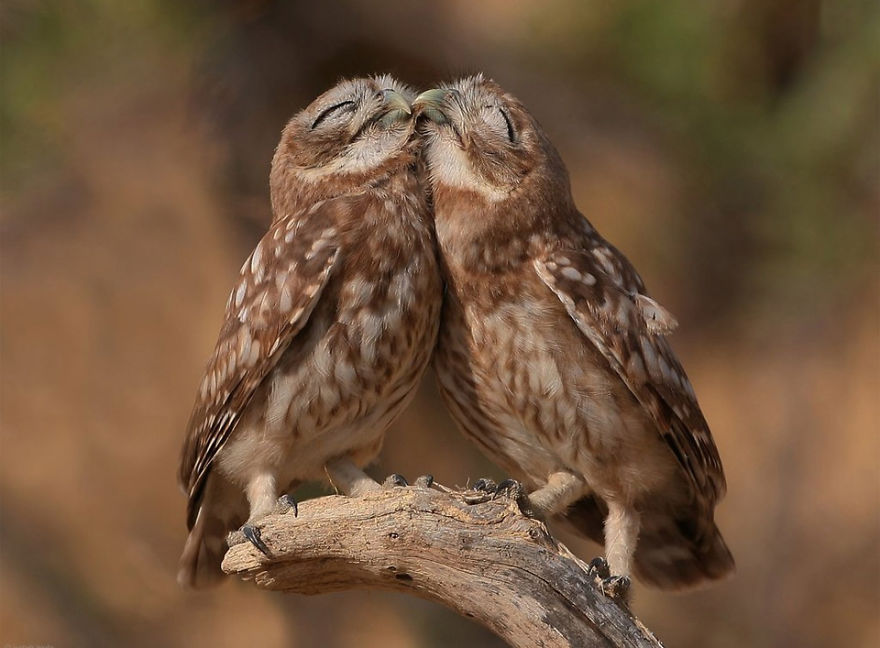 40 ζευγάρια ζώων που αποδεικνύουν ότι υπάρχει αγάπη στο ζωικό βασίλειο - Εικόνα 40