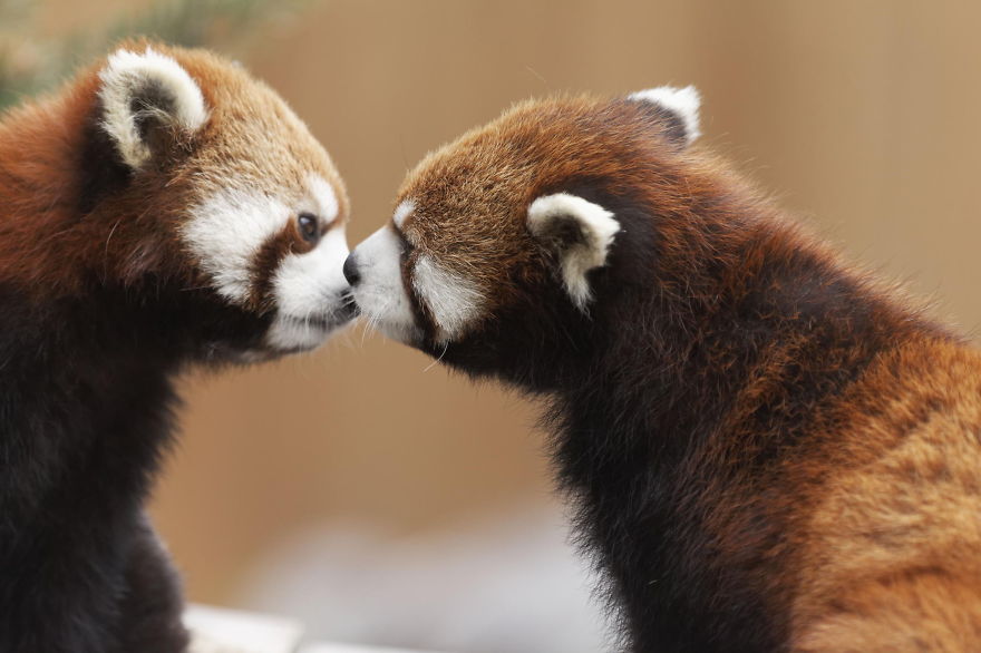 40 ζευγάρια ζώων που αποδεικνύουν ότι υπάρχει αγάπη στο ζωικό βασίλειο - Εικόνα 42