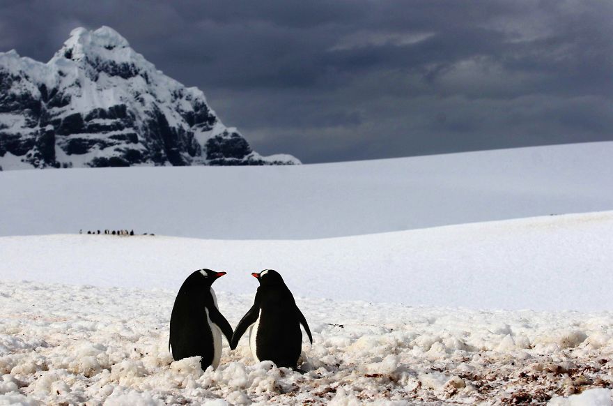 40 ζευγάρια ζώων που αποδεικνύουν ότι υπάρχει αγάπη στο ζωικό βασίλειο - Εικόνα 5