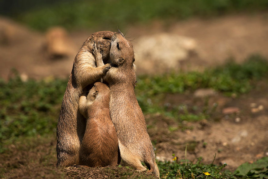 40 ζευγάρια ζώων που αποδεικνύουν ότι υπάρχει αγάπη στο ζωικό βασίλειο - Εικόνα 7