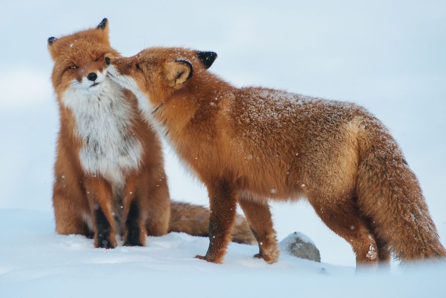 40 ζευγάρια ζώων που αποδεικνύουν ότι υπάρχει αγάπη στο ζωικό βασίλειο - Εικόνα 8