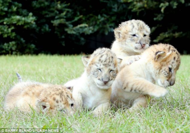Ένα λευκό λιοντάρι άφησε έγκυο μια κάτασπρη τίγρη. Τα μωρά τους είναι τα τελευταία του είδους τους. - Εικόνα 10