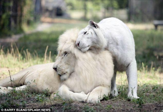 Ένα λευκό λιοντάρι άφησε έγκυο μια κάτασπρη τίγρη. Τα μωρά τους είναι τα τελευταία του είδους τους. - Εικόνα 2