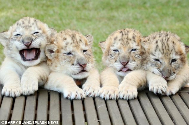 Ένα λευκό λιοντάρι άφησε έγκυο μια κάτασπρη τίγρη. Τα μωρά τους είναι τα τελευταία του είδους τους. - Εικόνα 3