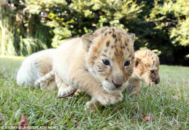 Ένα λευκό λιοντάρι άφησε έγκυο μια κάτασπρη τίγρη. Τα μωρά τους είναι τα τελευταία του είδους τους. - Εικόνα 4