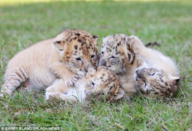 Ένα λευκό λιοντάρι άφησε έγκυο μια κάτασπρη τίγρη. Τα μωρά τους είναι τα τελευταία του είδους τους. - Εικόνα 5