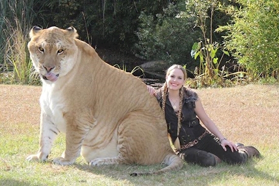 Ένα λευκό λιοντάρι άφησε έγκυο μια κάτασπρη τίγρη. Τα μωρά τους είναι τα τελευταία του είδους τους. - Εικόνα 7