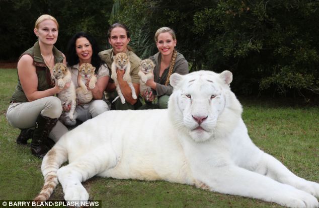 Ένα λευκό λιοντάρι άφησε έγκυο μια κάτασπρη τίγρη. Τα μωρά τους είναι τα τελευταία του είδους τους. - Εικόνα 9