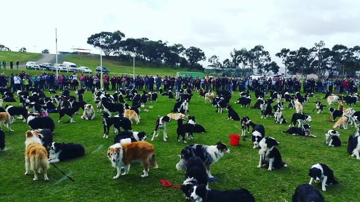576 σκύλοι ράτσας Κόλεϊ συγκεντρώθηκαν σε ένα μέρος για να σπάσουν το ρεκόρ - Εικόνα 5