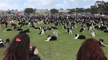 576 σκύλοι ράτσας Κόλεϊ συγκεντρώθηκαν σε ένα μέρος για να σπάσουν το ρεκόρ - Εικόνα 6