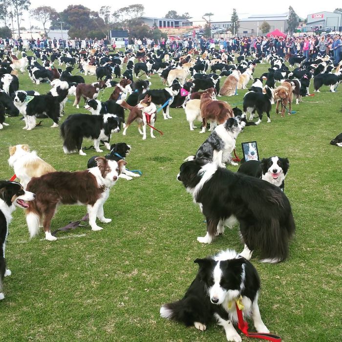 576 σκύλοι ράτσας Κόλεϊ συγκεντρώθηκαν σε ένα μέρος για να σπάσουν το ρεκόρ - Εικόνα 8