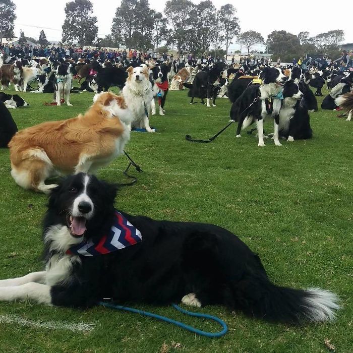 576 σκύλοι ράτσας Κόλεϊ συγκεντρώθηκαν σε ένα μέρος για να σπάσουν το ρεκόρ - Εικόνα 9