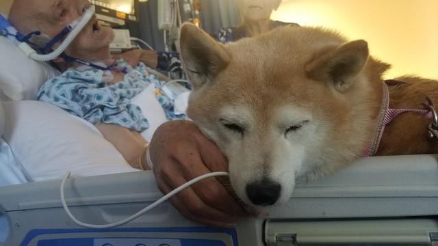 Σκύλος καταλαβαίνει ότι ο ιδιοκτήτης του θα πεθάνει και «κλαίει» για να το αφήσουν να τον επισκεφτεί στο νοσοκομείο - Εικόνα 2