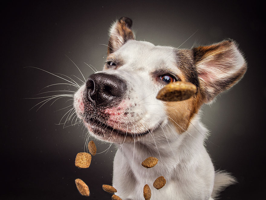 15 Ξεκαρδιστικές Εκφράσεις Σκύλων που Προσπαθούν να Πιάσουν Λιχουδιές στον Αέρα! - Εικόνα 10