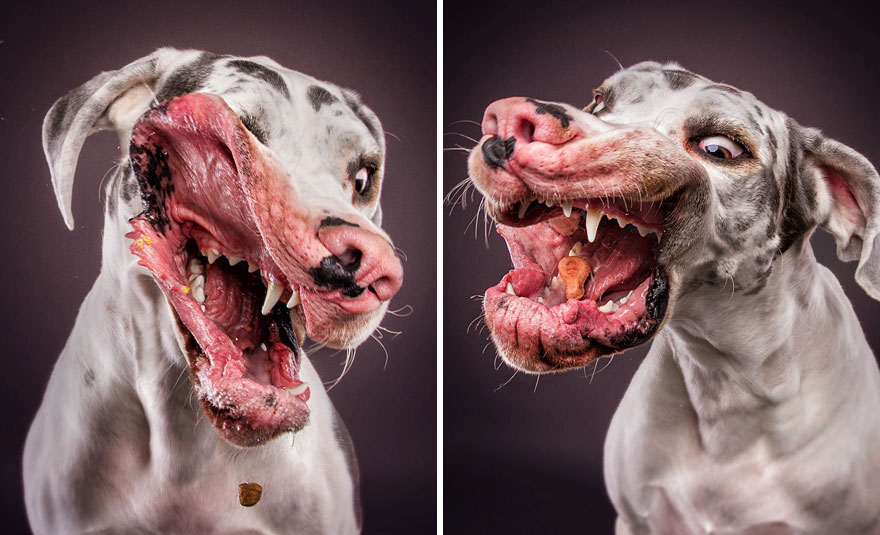 15 Ξεκαρδιστικές Εκφράσεις Σκύλων που Προσπαθούν να Πιάσουν Λιχουδιές στον Αέρα! - Εικόνα 11