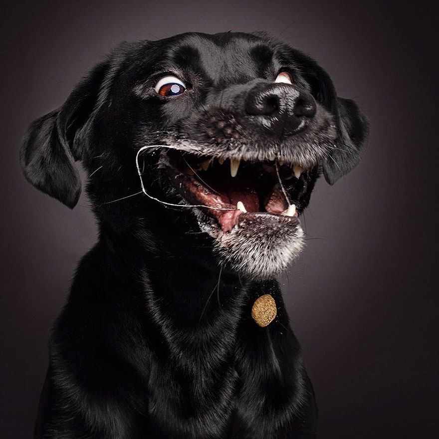 15 Ξεκαρδιστικές Εκφράσεις Σκύλων που Προσπαθούν να Πιάσουν Λιχουδιές στον Αέρα! - Εικόνα 12