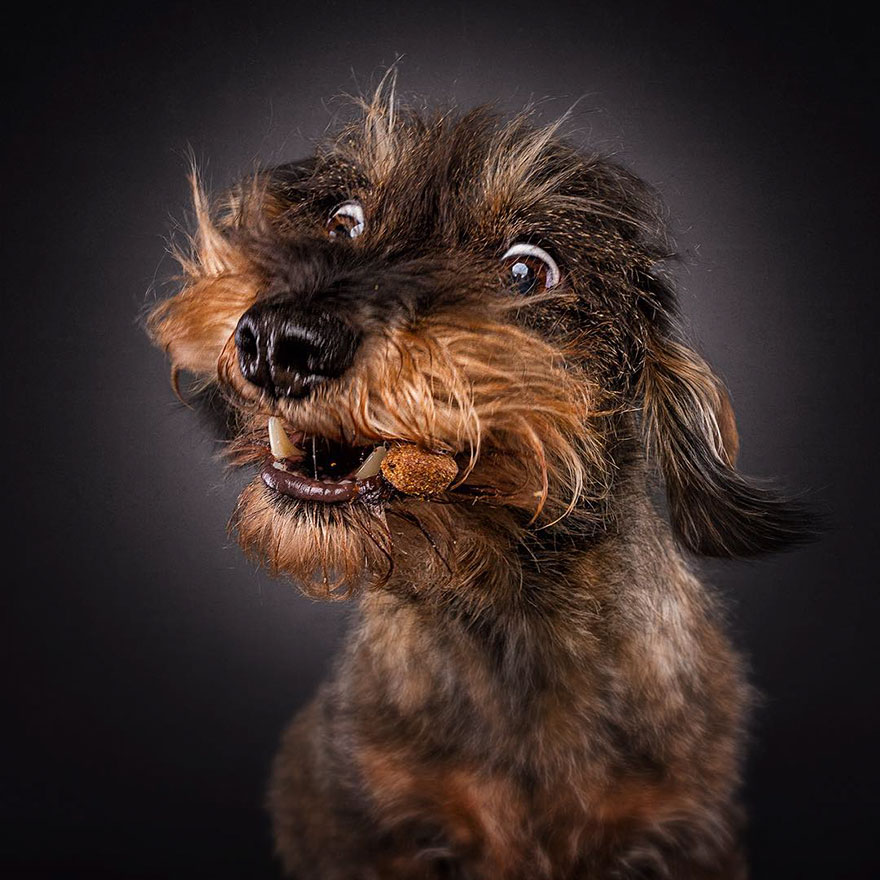 15 Ξεκαρδιστικές Εκφράσεις Σκύλων που Προσπαθούν να Πιάσουν Λιχουδιές στον Αέρα! - Εικόνα 13