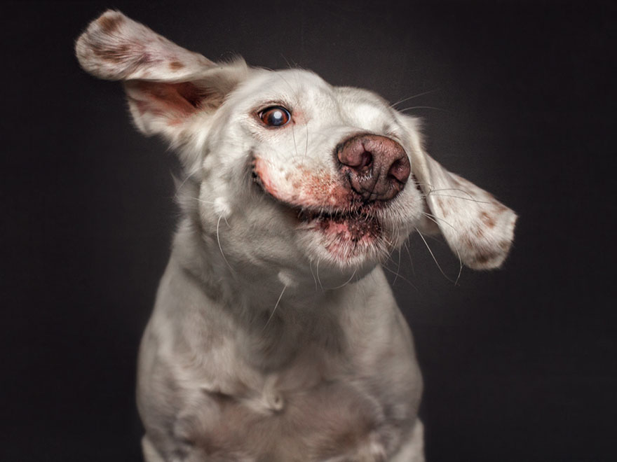 15 Ξεκαρδιστικές Εκφράσεις Σκύλων που Προσπαθούν να Πιάσουν Λιχουδιές στον Αέρα! - Εικόνα 15