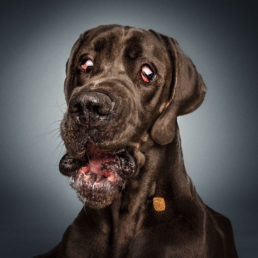 15 Ξεκαρδιστικές Εκφράσεις Σκύλων που Προσπαθούν να Πιάσουν Λιχουδιές στον Αέρα! - Εικόνα 16
