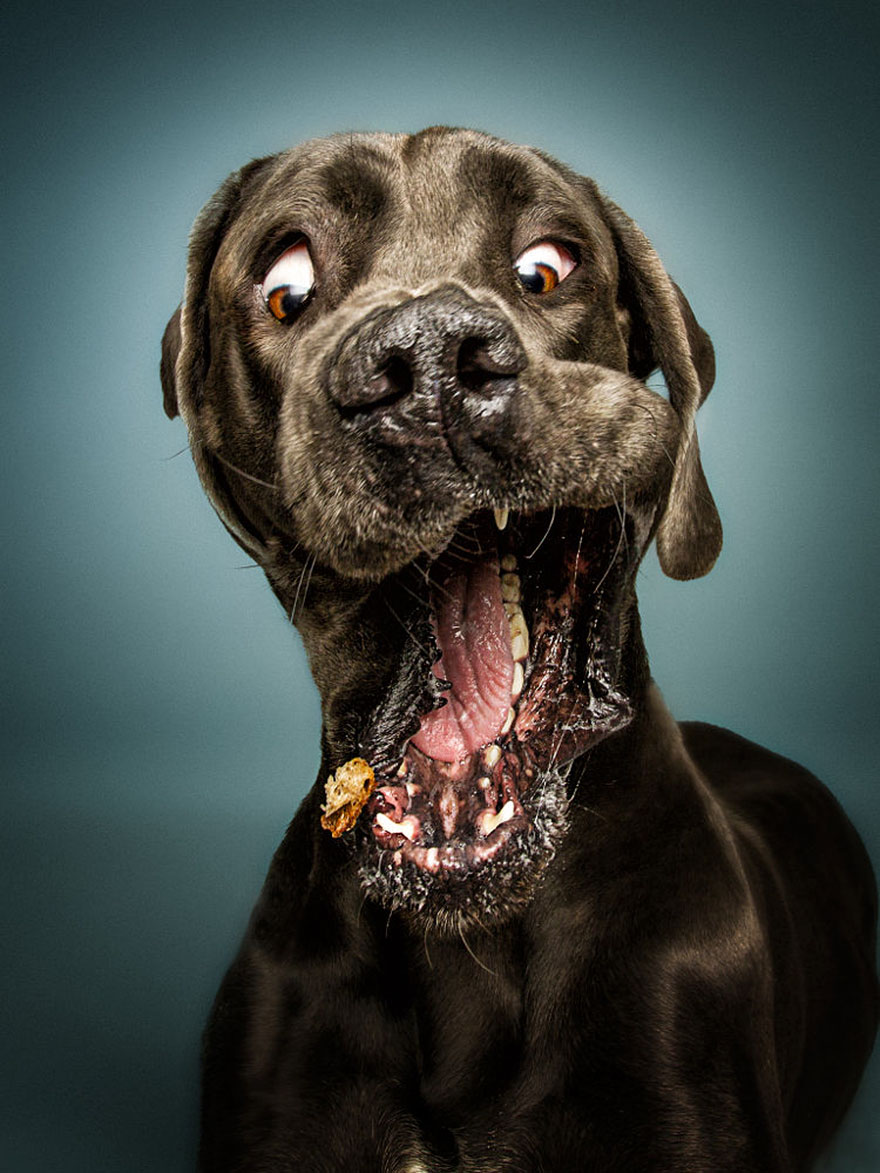 15 Ξεκαρδιστικές Εκφράσεις Σκύλων που Προσπαθούν να Πιάσουν Λιχουδιές στον Αέρα! - Εικόνα 2