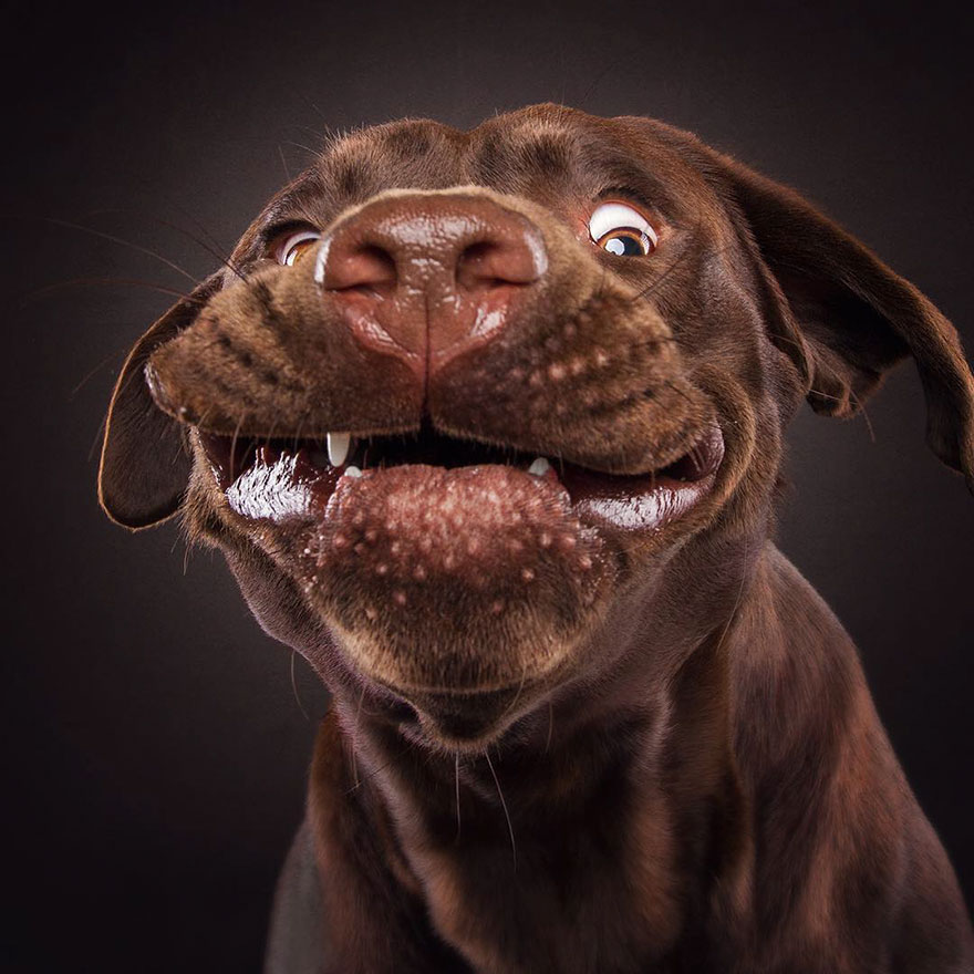 15 Ξεκαρδιστικές Εκφράσεις Σκύλων που Προσπαθούν να Πιάσουν Λιχουδιές στον Αέρα! - Εικόνα 3