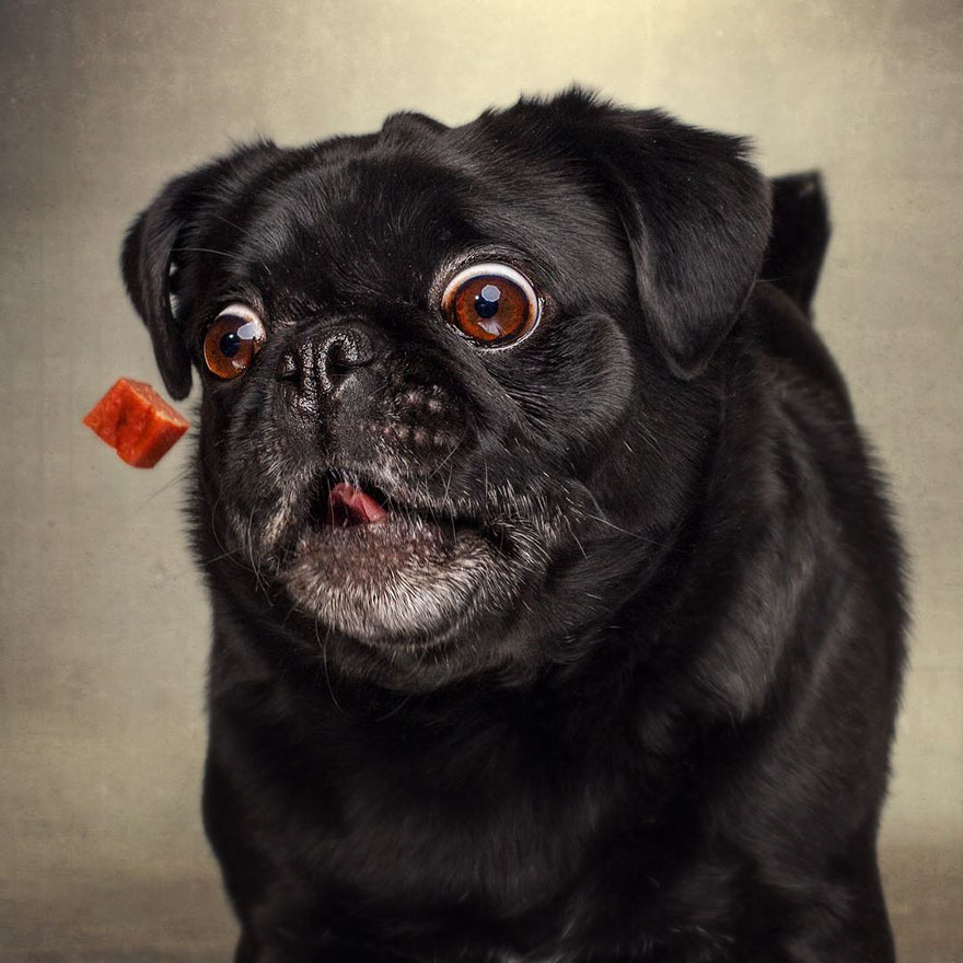 15 Ξεκαρδιστικές Εκφράσεις Σκύλων που Προσπαθούν να Πιάσουν Λιχουδιές στον Αέρα! - Εικόνα 4