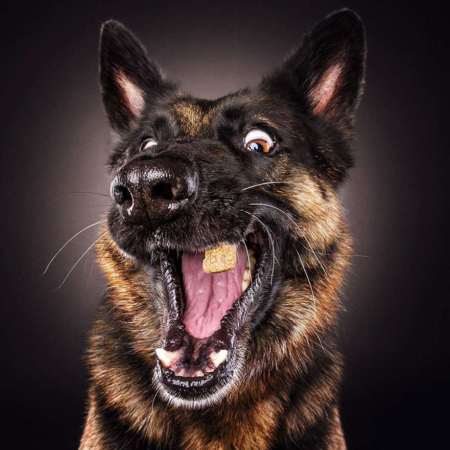 15 Ξεκαρδιστικές Εκφράσεις Σκύλων που Προσπαθούν να Πιάσουν Λιχουδιές στον Αέρα! - Εικόνα 5