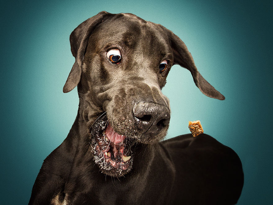 15 Ξεκαρδιστικές Εκφράσεις Σκύλων που Προσπαθούν να Πιάσουν Λιχουδιές στον Αέρα! - Εικόνα 6