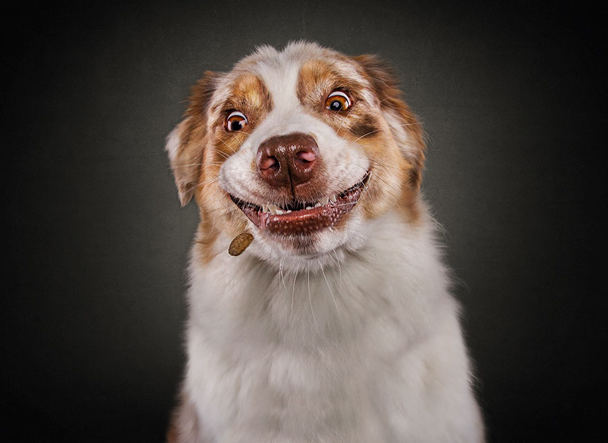 15 Ξεκαρδιστικές Εκφράσεις Σκύλων που Προσπαθούν να Πιάσουν Λιχουδιές στον Αέρα! - Εικόνα 7