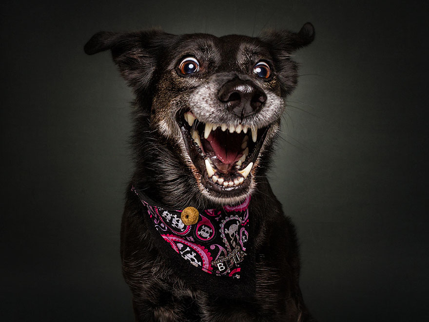 15 Ξεκαρδιστικές Εκφράσεις Σκύλων που Προσπαθούν να Πιάσουν Λιχουδιές στον Αέρα! - Εικόνα 8