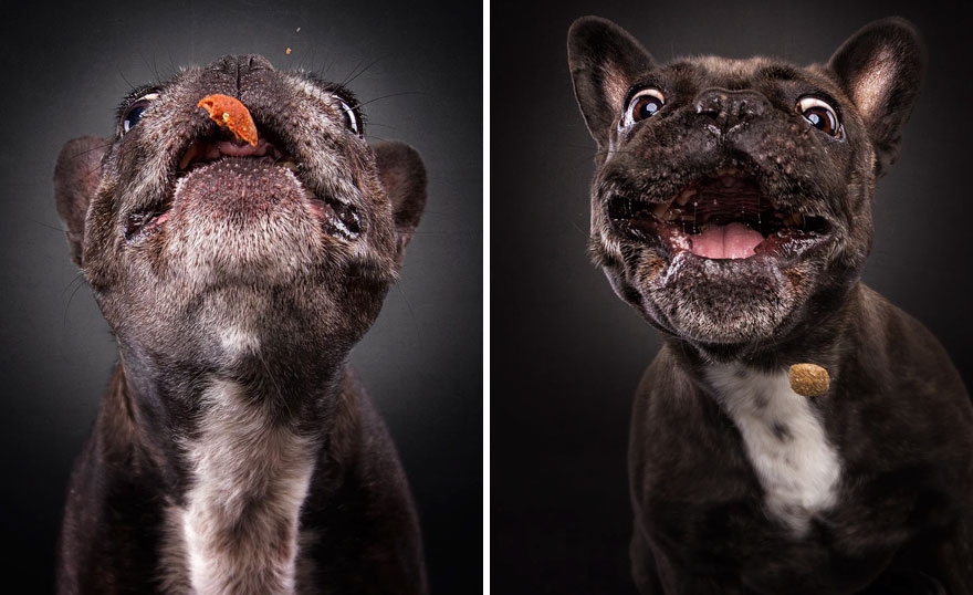 15 Ξεκαρδιστικές Εκφράσεις Σκύλων που Προσπαθούν να Πιάσουν Λιχουδιές στον Αέρα! - Εικόνα 9