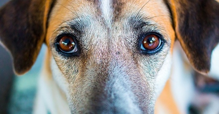 Τα σκυλιά μπορούν να καταλάβουν έναν κακό άνθρωπο λέει οι επιστήμονες - Εικόνα 4