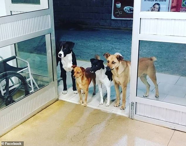 Σκύλοι περιμένουν τον άστεγο ιδιοκτήτη τους έξω από την πόρτα νοσοκομείου που πήγε για εξετάσεις - Εικόνα 1