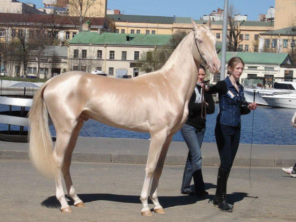 10 σπάνια και όμορφα άλογα που δεν ξανά έχετε δει ποτέ - Εικόνα 1
