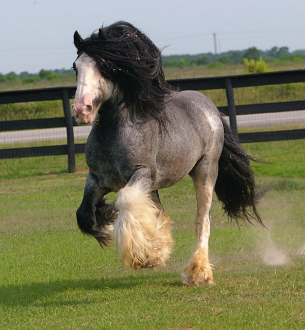 10 σπάνια και όμορφα άλογα που δεν ξανά έχετε δει ποτέ - Εικόνα 10
