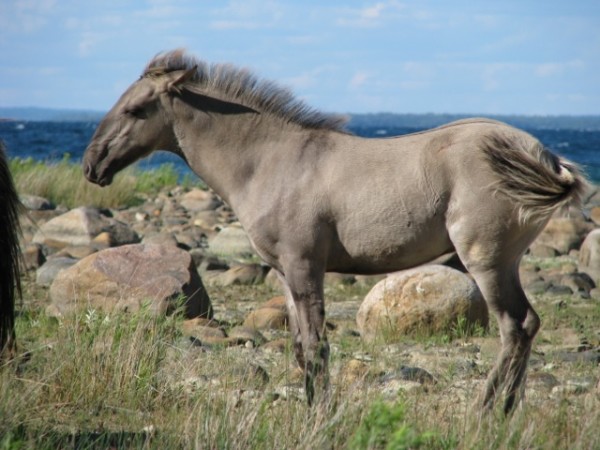 10 σπάνια και όμορφα άλογα που δεν ξανά έχετε δει ποτέ - Εικόνα 15