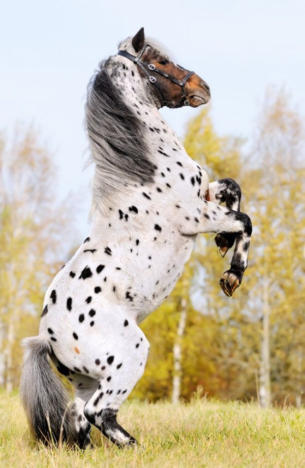 10 σπάνια και όμορφα άλογα που δεν ξανά έχετε δει ποτέ - Εικόνα 3