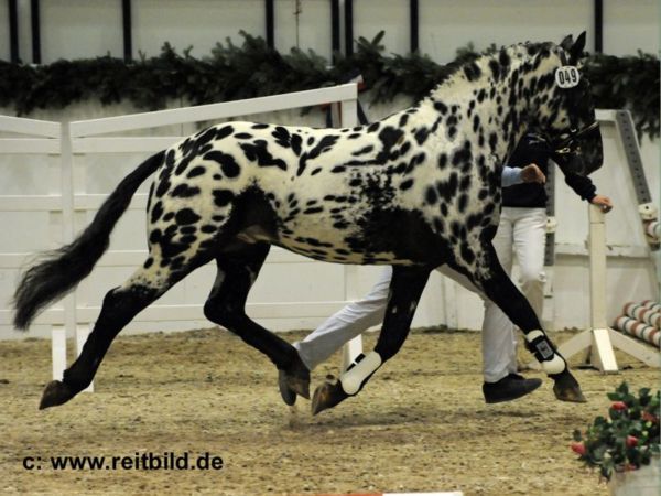 10 σπάνια και όμορφα άλογα που δεν ξανά έχετε δει ποτέ - Εικόνα 6
