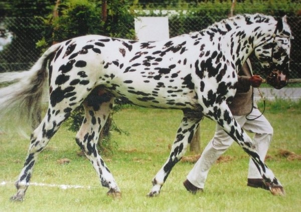 10 σπάνια και όμορφα άλογα που δεν ξανά έχετε δει ποτέ - Εικόνα 8