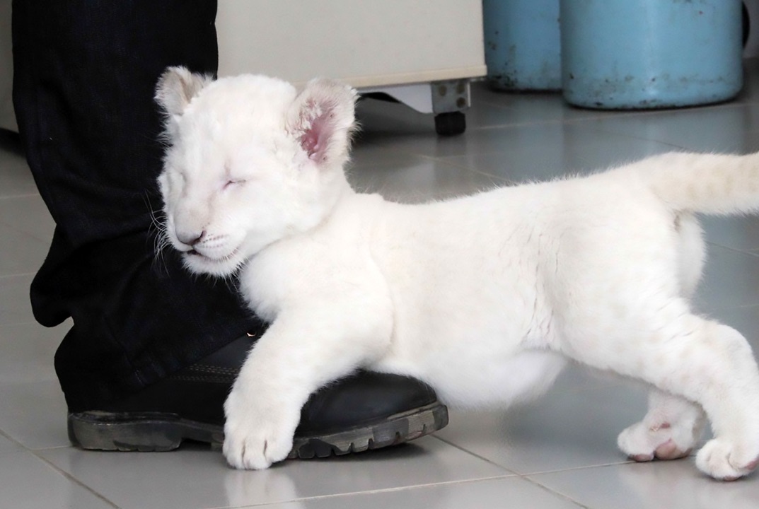 Σπάνιο λευκό λιοντάρι κάνει την πρώτη του δημόσια εμφάνιση - Εικόνα 1